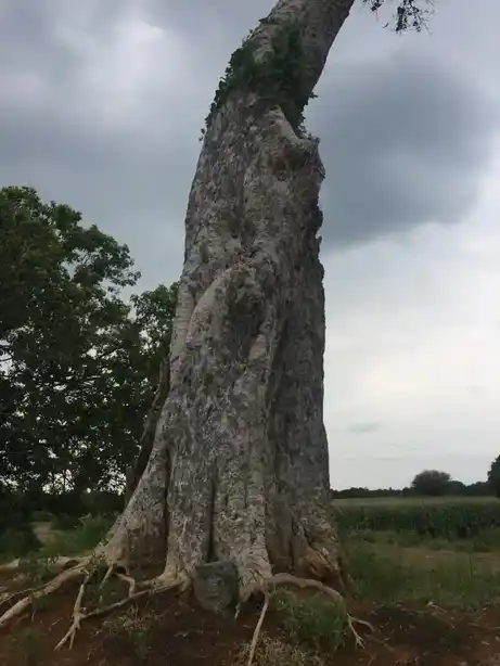 Arulmigu Kaatu Ayyanar Temple, Alunthalaipur - 624219