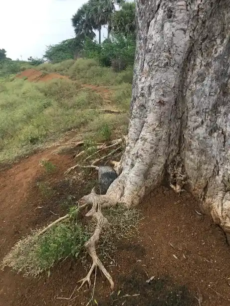 Arulmigu Kaatu Ayyanar Temple, Alunthalaipur - 624219 Arulmigu Kaatu ayyanar Temple,  - 624219, Thiruchirappalli - Ancient Temple Architecture and History Image 2