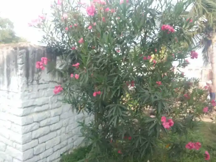 Arulmigu Kadakaliamman Temple, Barur - 635204 Temple