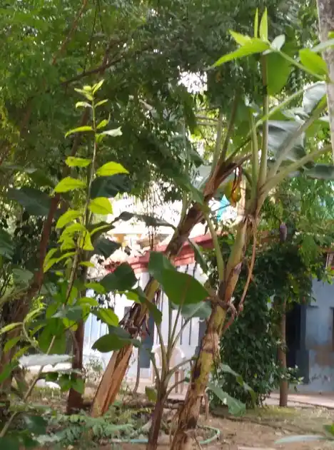 Arulmigu Kailasanatha Swamy Temple, Agarathirunallur - 610104 அருள்மிகு கைலாசநாதர் திருக்கோயில், Agarathirunallur - 610104, Thiruvarur - Ancient Temple Architecture and History Image 4