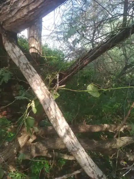 Arulmigu Kalakastheeswarar Temple, Periyakannamangalam - 610101 அருள்மிகு காளஹஸ்தீஸ்வரர் திருக்கோயில், Periyakannamangalam - 610101, Nagapattinam - Ancient Temple Architecture and History Image 2