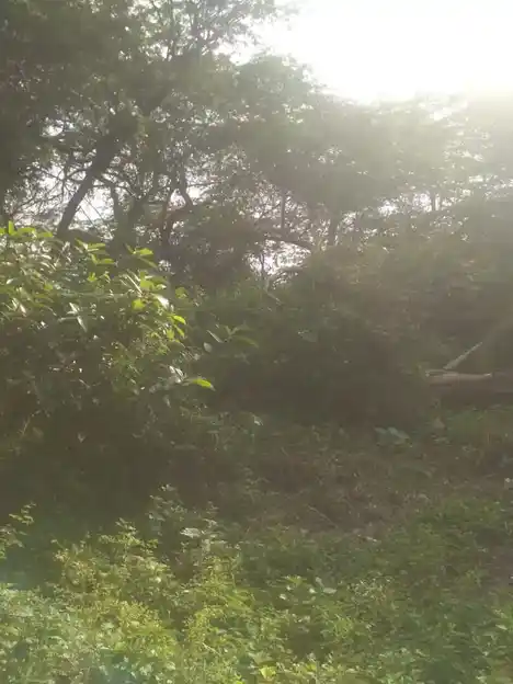 Arulmigu Kalakastheeswarar Temple, Periyakannamangalam - 610101 அருள்மிகு காளஹஸ்தீஸ்வரர் திருக்கோயில், Periyakannamangalam - 610101, Nagapattinam - Ancient Temple Architecture and History Image 3