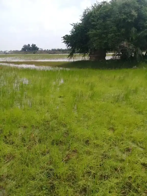 Arulmigu Kalasara Kannimaar Temple, Paakaneri - 630558 Temple