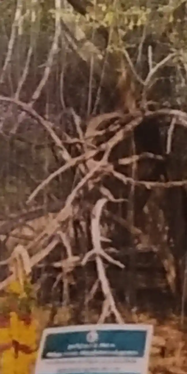 Arulmigu Kali Temple, Kannayiranendal - 623505 அருள்மிகு. காளிகோயில், கண்ணாரேந்தல் கோயில், Kannayiranendal - 623505, Ramanathapuram - Ancient Temple Architecture and History Image 2