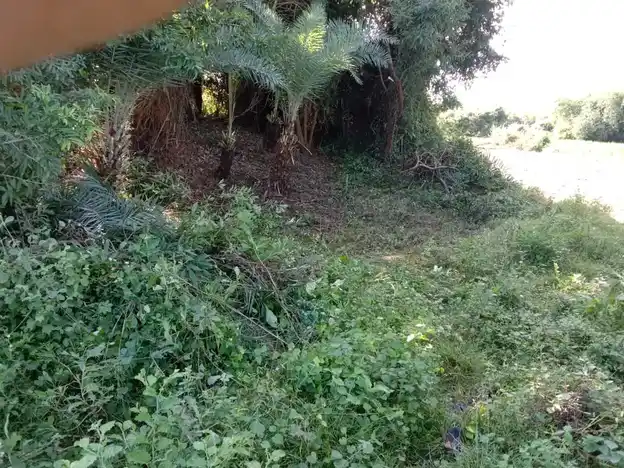 Arulmigu Kaliamman Temple, Koodiyam - 602001 அருள்மிகு காளியம்மன் திருக்கோயில், கூடியம் - 602001, Tiruvallur - Ancient Temple Architecture and History Image 6