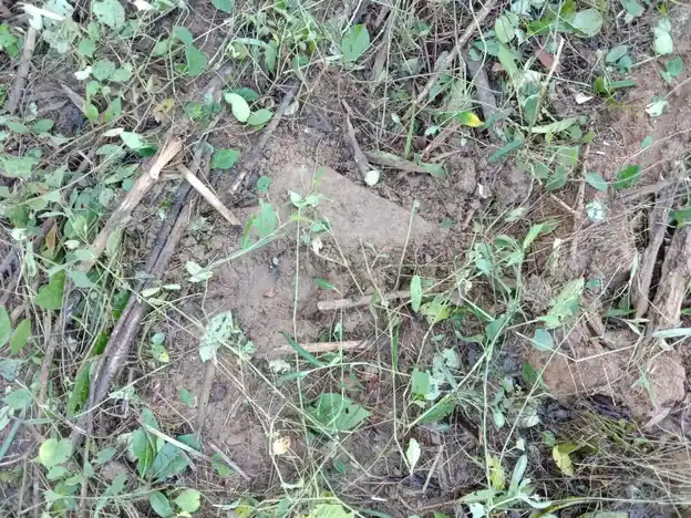 Arulmigu Kaliamman Temple, Koodiyam - 602001 அருள்மிகு காளியம்மன் திருக்கோயில், கூடியம் - 602001, Tiruvallur - Ancient Temple Architecture and History Image 7