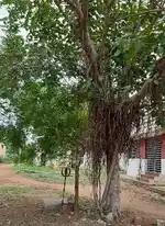 Arulmigu Kaliamman Temple, Vadakkur, Vadakkur - 614902 அருள்மிகு காளியம்மன் திருக்கோயில், Vadakkur, Vadakkur - 614902, Thanjavur - Ancient Temple Architecture and History Image 4