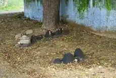 Arulmigu Kalikumarasamy Temple, Kandiyan Koil, Kandiankoil - 641655 அருள்மிகு காளிக்குமாரசாமி திருக்கோயில், Kandiankoil - 641655, Tiruppur - Ancient Temple Architecture and History Image 4