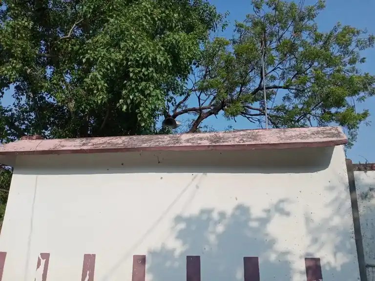 Arulmigu Kaliyamman Temple, Mangalam - 606752 Arulmigu Kaliyamman Temple, Mangalam - 606752, Tiruvannamalai - Ancient Temple Architecture and History Image 10