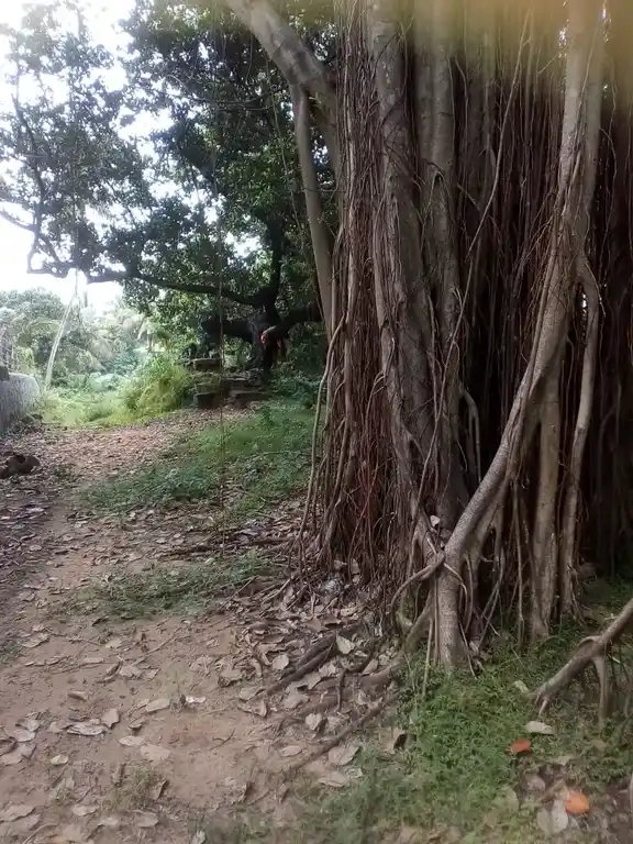 Arulmigu Kaliyugathu Meyyan Temple, Kadukkarai - 629851 Arulmigu Kaliyugathu Meyyan Temple, கடுக்கரை - 629851, Kanyakumari - Ancient Temple Architecture and History Image 4