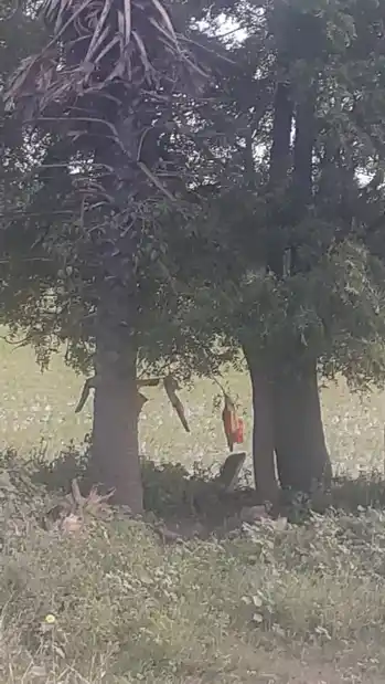 Arulmigu Kamatchiyamman Temple, Kalpalayam - 621005 Temple