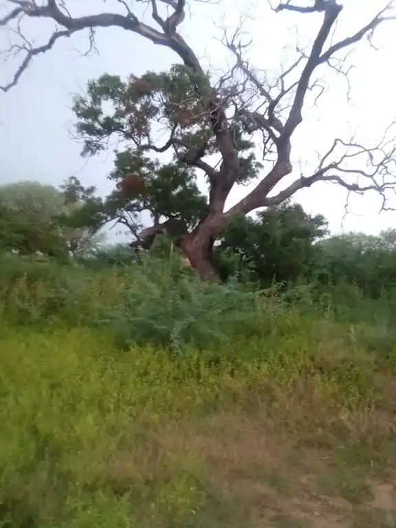 Arulmigu Kamatchiyamman Temple, Periyakattukulam - 621211 Arulmigu Kamatchiyamman Temple, Periyakattukulam - 621211, Thiruchirappalli - Ancient Temple Architecture and History Image 5
