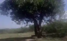 Arulmigu Kambamperumal Temple, In The Kanmay, Vadugapatti - 626607