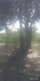 Arulmigu Kambamperumal Temple, In The Kanmay, Vadugapatti - 626607 அருள்மிகு கம்பப்பெருமாள் திருக்கோயில், கண்மாய் உள்ளே, வடுகபட்டி - 626607, Virudhunagar - Ancient Temple Architecture and History Image 2