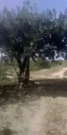 Arulmigu Kambamperumal Temple, In The Kanmay, Vadugapatti - 626607 அருள்மிகு கம்பப்பெருமாள் திருக்கோயில், கண்மாய் உள்ளே, வடுகபட்டி - 626607, Virudhunagar - Ancient Temple Architecture and History Image 4