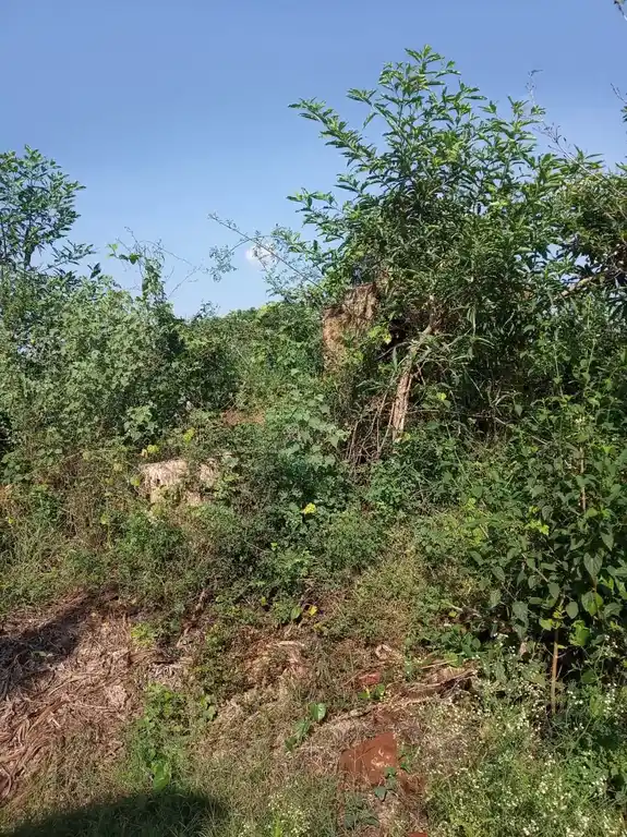 Arulmigu Kamparayapperumal Temple, Pullimankombai - 625536 அருள்மிகு கம்பராயப் பெருமாள் திருக்கோயில், Pullimankombai - 625536, Theni - Ancient Temple Architecture and History Image 3