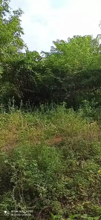 Arulmigu Kanavaypatti Palamala Kannimar Temple, Puthanatham - 621304 அருள்மிகு கணவாய்ப்பட்டி பாலமல கன்னிமார் திருக்கோயில், Puthanatham - 621304, Thiruchirappalli - Ancient Temple Architecture and History Image 4