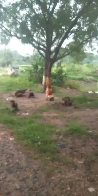 Arulmigu Kanniamman Temple, Vandurayanpattu - 608702 Temple