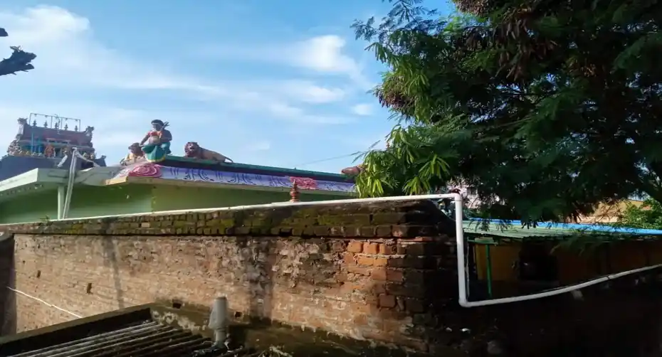 Arulmigu Kannigaparameshwari Temple, Tharnampettai - 632601 அருள்மிகு கன்னிகாபரமேஸ்வரி திருக்கோயில், தரணம்பேட்டை - 632601, Vellore - Ancient Temple Architecture and History Image 3