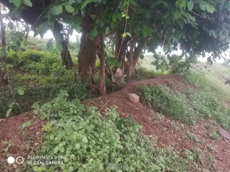 Arulmigu Kannimaar Amman Temple, Servaikaranpatti - 624620 அருள்மிகு கன்னிமார் அம்மன் திருக்கோயில், சேர்வைகாரன்பட்டி - 624620, Dindigul - Ancient Temple Architecture and History Image 4