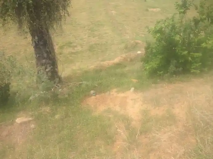 Arulmigu Kannimaar Aruviamman Temple, Arasakavundapatti - 624005 அருள்மிகு கன்னிமார், ஆஷிளியம்மன் கோயில், Arasakavundapatti - 624005, Dindigul - Ancient Temple Architecture and History Image 2