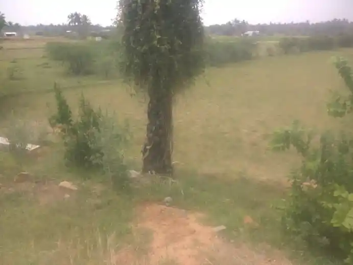 Arulmigu Kannimaar Aruviamman Temple, Arasakavundapatti - 624005 அருள்மிகு கன்னிமார், ஆஷிளியம்மன் கோயில், Arasakavundapatti - 624005, Dindigul - Ancient Temple Architecture and History Image 4