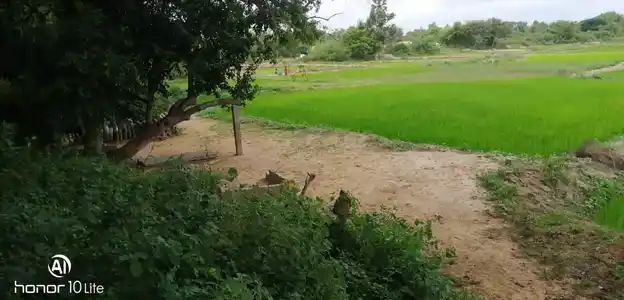 Arulmigu Kannimaar Pillaiyar Temple, Kadamparayanpatti - 622103 அருள்மிகு கன்னிமார் பிள்ளையார் திருக்கோயில், Kadamparayanpatti - 622103, Pudukkottai - Ancient Temple Architecture and History Image 3