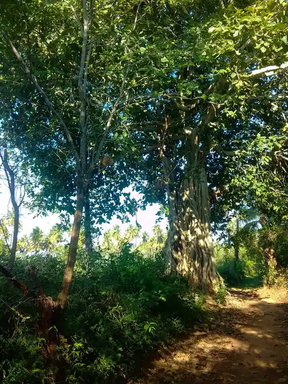 Arulmigu Kannimaar Temple, Chinnakalikampatti - 624301