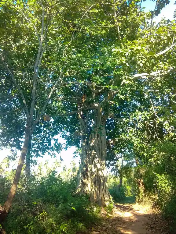 Arulmigu Kannimaar Temple, Chinnakalikampatti - 624301 அருள்மிகு கன்னிமார் திருக்கோயில், Chinnakalikampatti - 624301, Dindigul - Ancient Temple Architecture and History Image 2