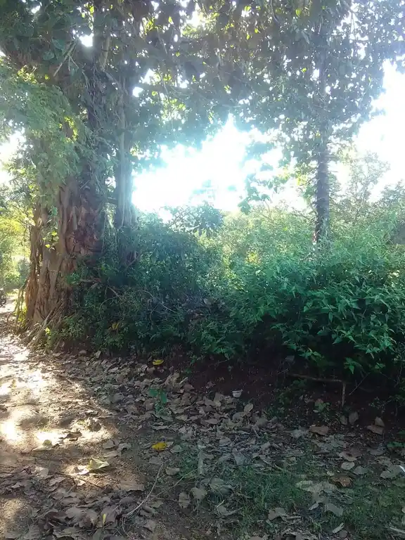 Arulmigu Kannimaar Temple, Chinnakalikampatti - 624301 அருள்மிகு கன்னிமார் திருக்கோயில், Chinnakalikampatti - 624301, Dindigul - Ancient Temple Architecture and History Image 4