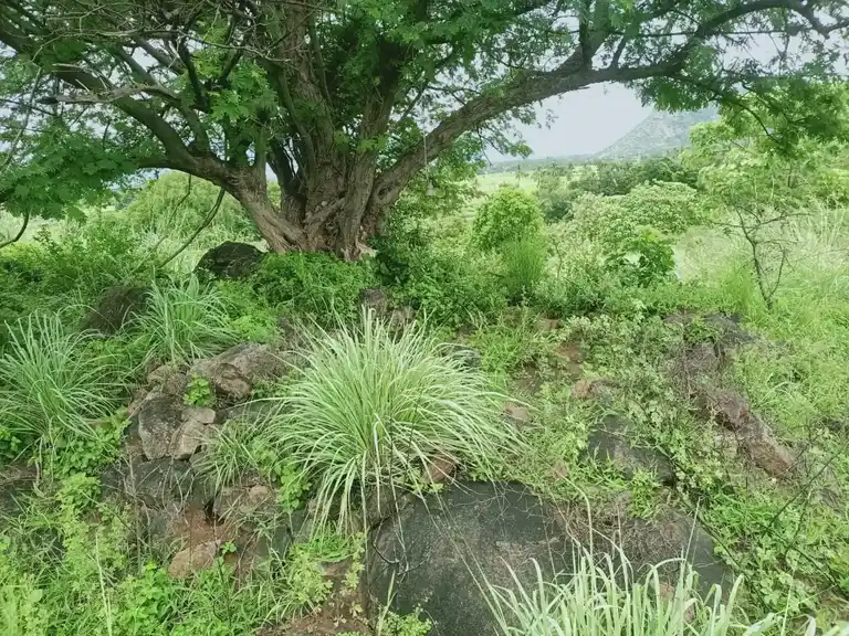 Arulmigu Kannimaar Temple, Karuthalampatti - 624401