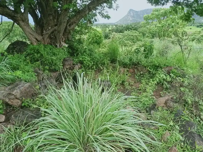 Arulmigu Kannimaar Temple, Karuthalampatti - 624401 அருள்மிகு கன்னிமார் கோயில், Karuthalampatti - 624401, Dindigul - Ancient Temple Architecture and History Image 4