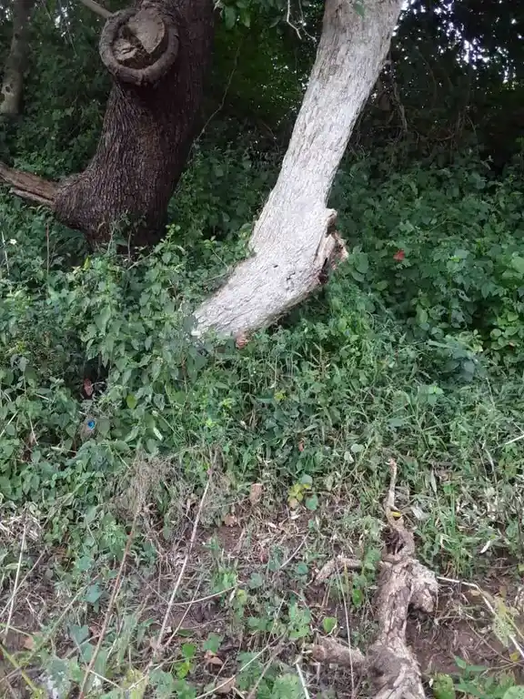 Arulmigu Kannimaar Temple, Kodalvavi - 624702