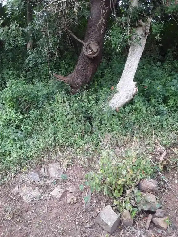 Arulmigu Kannimaar Temple, Kodalvavi - 624702 அருள்மிகு கன்னிமார் திருக்கோயில், Kodalvavi - 624702, Dindigul - Ancient Temple Architecture and History Image 3