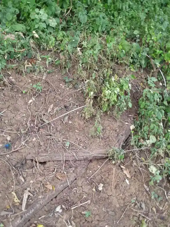 Arulmigu Kannimaar Temple, Kodalvavi - 624702 அருள்மிகு கன்னிமார் திருக்கோயில், Kodalvavi - 624702, Dindigul - Ancient Temple Architecture and History Image 4