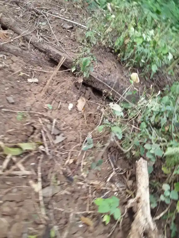 Arulmigu Kannimaar Temple, Kodalvavi - 624702 அருள்மிகு கன்னிமார் திருக்கோயில், Kodalvavi - 624702, Dindigul - Ancient Temple Architecture and History Image 5