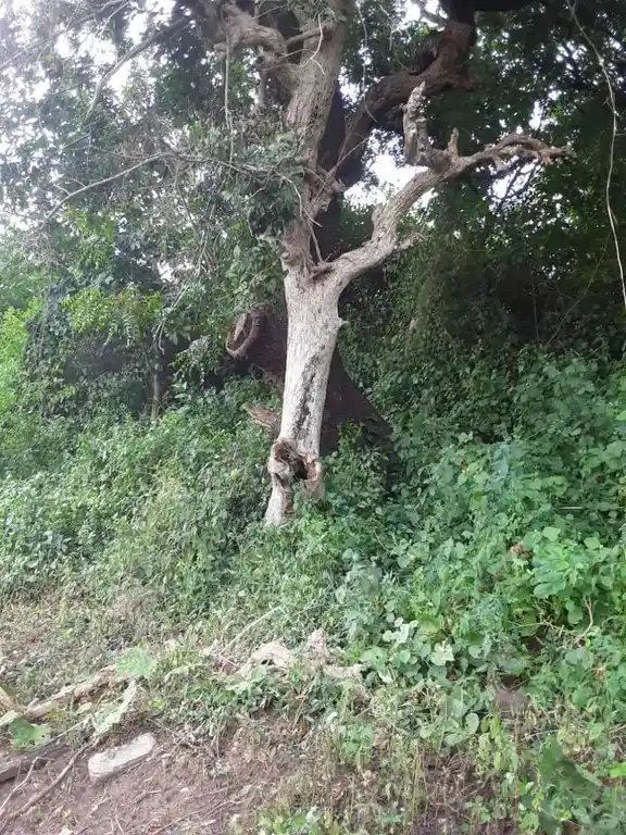 Arulmigu Kannimaar Temple, Kodalvavi - 624702 அருள்மிகு கன்னிமார் திருக்கோயில், Kodalvavi - 624702, Dindigul - Ancient Temple Architecture and History Image 6