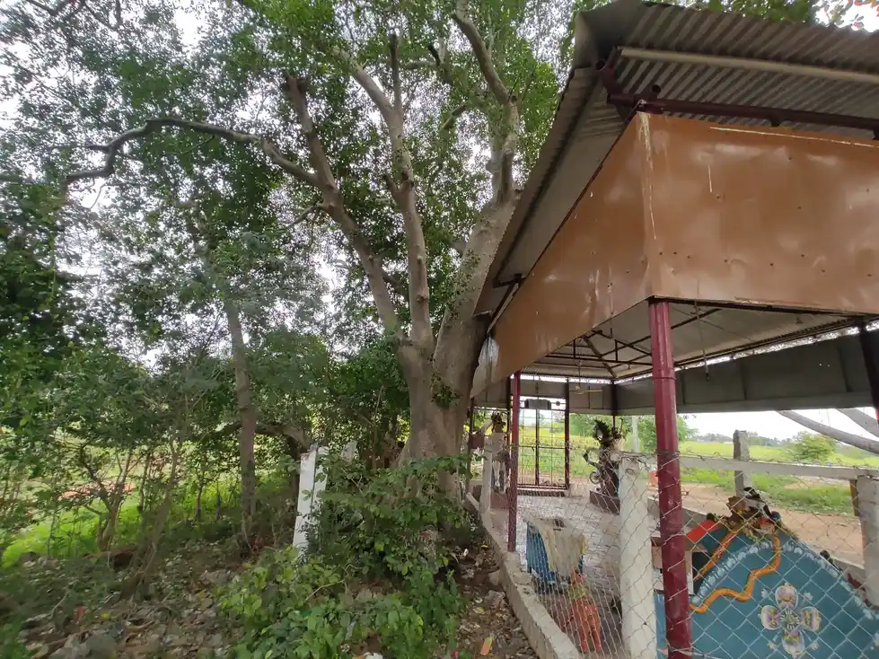 Arulmigu Kannimaar Temple, Kodangidnaickenpatty - 624208 அருள்மிகு கன்னிமார் திருக்கோயில்,  - 624208, Dindigul - Ancient Temple Architecture and History Image 2