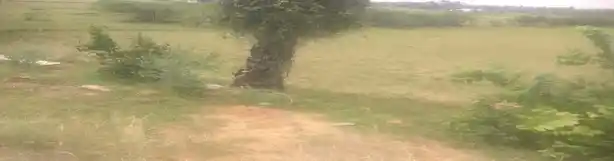 Arulmigu Kannimaar Temple, Pethannaseivaikulam - 624706 அருள்மிகு கன்னிமார் ஆலயம், Pethannaseivaikulam - 624706, Dindigul - Ancient Temple Architecture and History Image 3