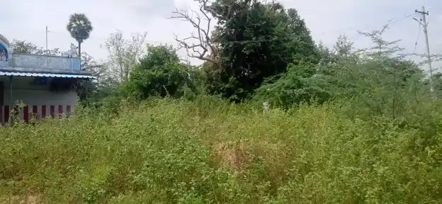 Arulmigu Kannimaar Temple, Raajagiri - 621316 அருள்மிகு கன்னிமார் திருக்கோயில், Raajagiri - 621316, Pudukkottai - Ancient Temple Architecture and History Image 5