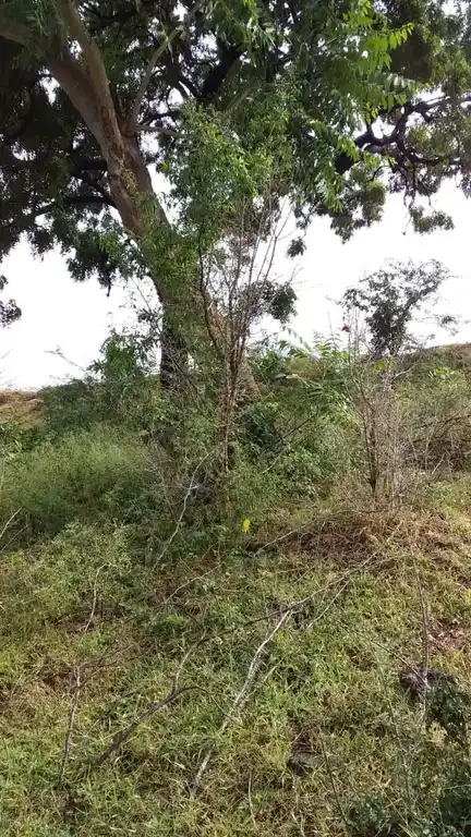 Arulmigu Kannimaar Temple, Rettiyapatti - 624005