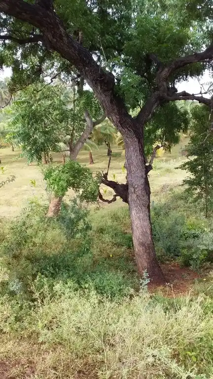 Arulmigu Kannimaar Temple, Rettiyapatti - 624005 அருள்மிகு ரெட்டியப்பட்டி கன்னிமார் திருக்கோயில், Rettiyapatti, Rettiyapatti - 624005, Dindigul - Ancient Temple Architecture and History Image 4