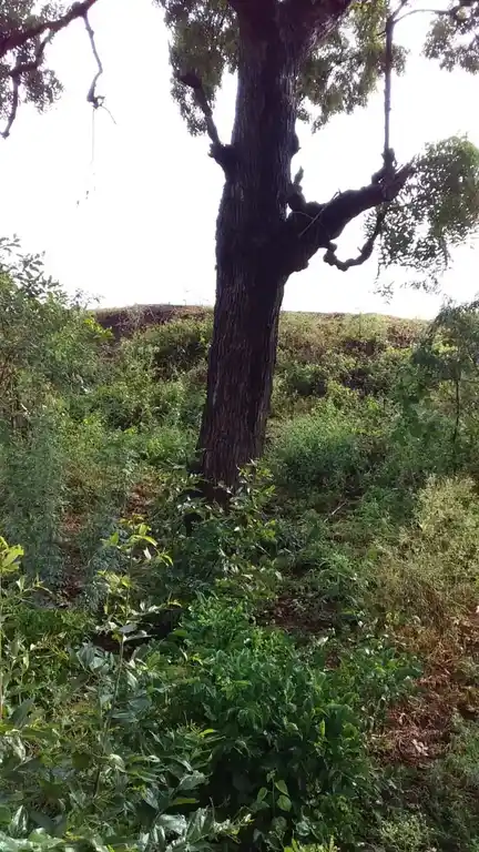 Arulmigu Kannimaar Temple, Rettiyapatti - 624005 அருள்மிகு ரெட்டியப்பட்டி கன்னிமார் திருக்கோயில், Rettiyapatti, Rettiyapatti - 624005, Dindigul - Ancient Temple Architecture and History Image 5