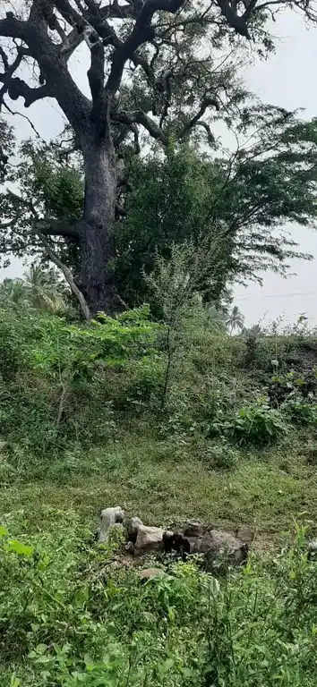 Arulmigu Kannimaar Temple, Sathampadi - 624401
