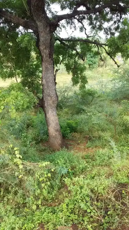 Arulmigu Kannimaar Temple, Senkuruchi - 624306 அருள்மிகு கன்னிமார் திருக்கோயில், Senkuruchi - 624306, Dindigul - Ancient Temple Architecture and History Image 3