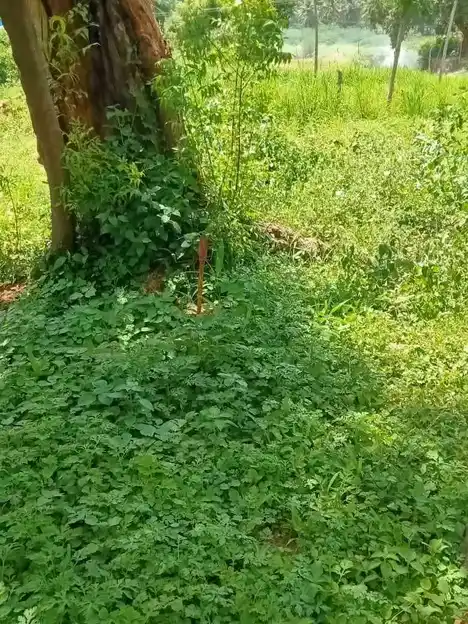 Arulmigu Kannimaar Temple, Sirankadu - 624201 Temple