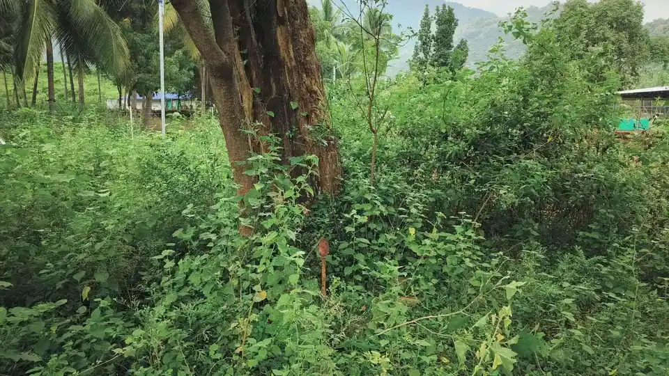 Arulmigu Kannimaar Temple, Sirankadu - 624201 Arulmigu Kannimaar Temple, Sirankadu - 624201, Dindigul - Ancient Temple Architecture and History Image 3