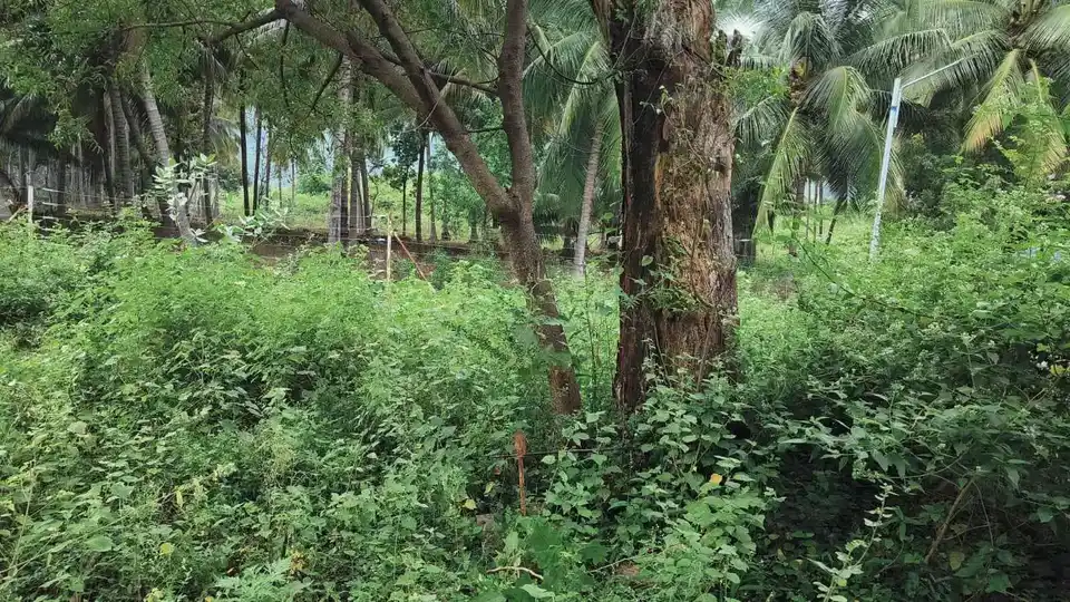 Arulmigu Kannimaar Temple, Sirankadu - 624201 Arulmigu Kannimaar Temple, Sirankadu - 624201, Dindigul - Ancient Temple Architecture and History Image 4