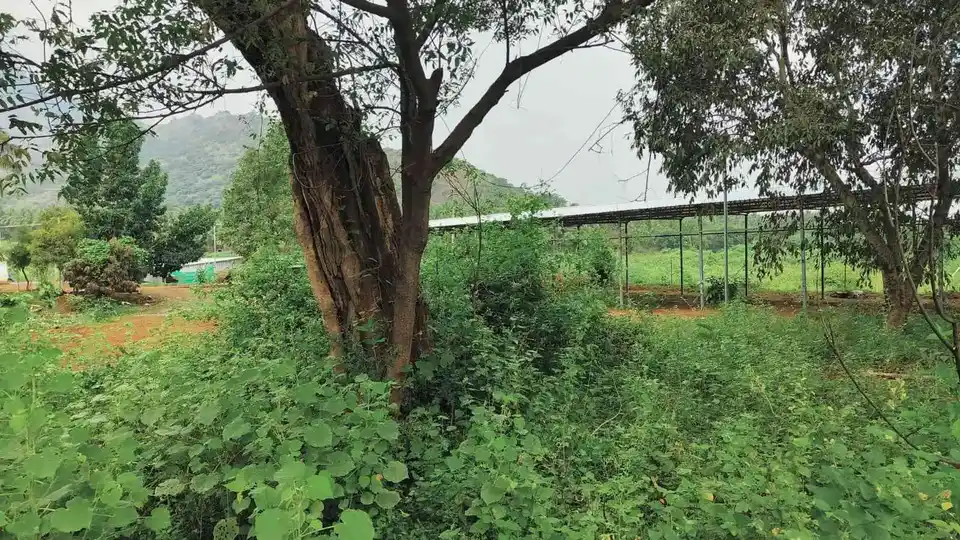 Arulmigu Kannimaar Temple, Sirankadu - 624201 Arulmigu Kannimaar Temple, Sirankadu - 624201, Dindigul - Ancient Temple Architecture and History Image 6