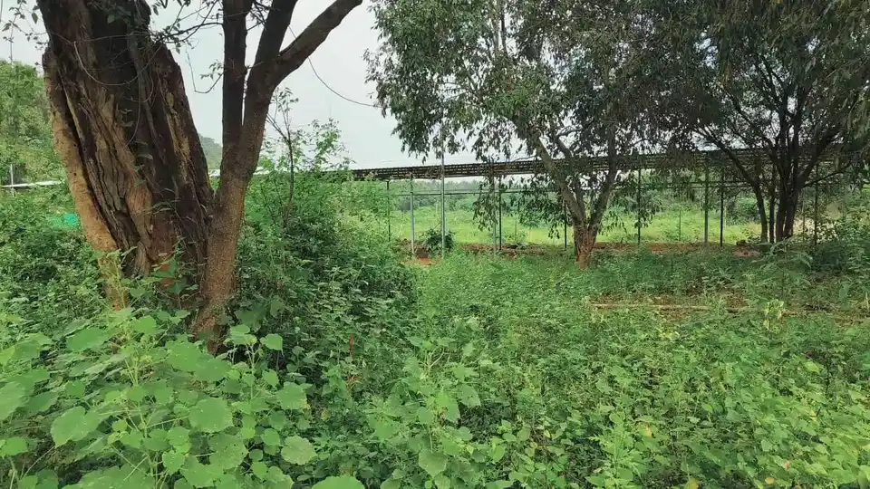 Arulmigu Kannimaar Temple, Sirankadu - 624201 Arulmigu Kannimaar Temple, Sirankadu - 624201, Dindigul - Ancient Temple Architecture and History Image 7